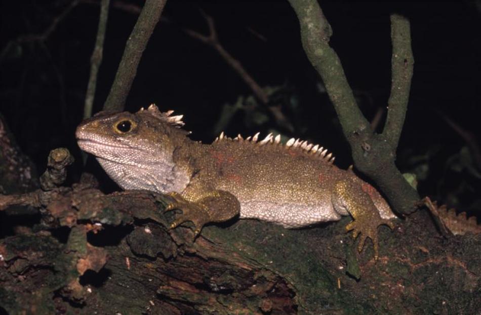 University of Otago associate professor of zoology Alison Cree has just published  <i>Tuatara:...