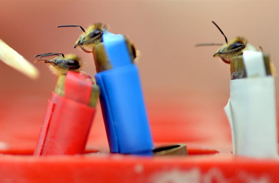 Dr Elodie Urlacher trapped honeybees in harnesses to test whether  the  common pesticide...