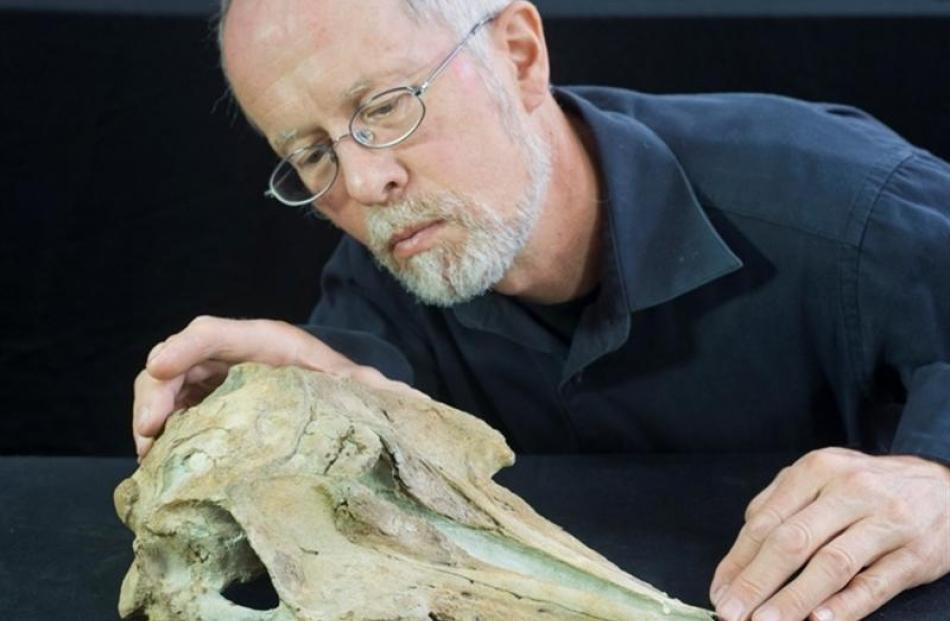University of Otago geologist Prof Ewan Fordyce inspects a recently studied dolphin skull...