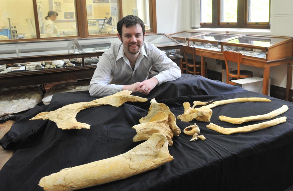 University of Otago geology researcher Robert Boessenecker looks at ancient 'Dawn Whale' fossil...