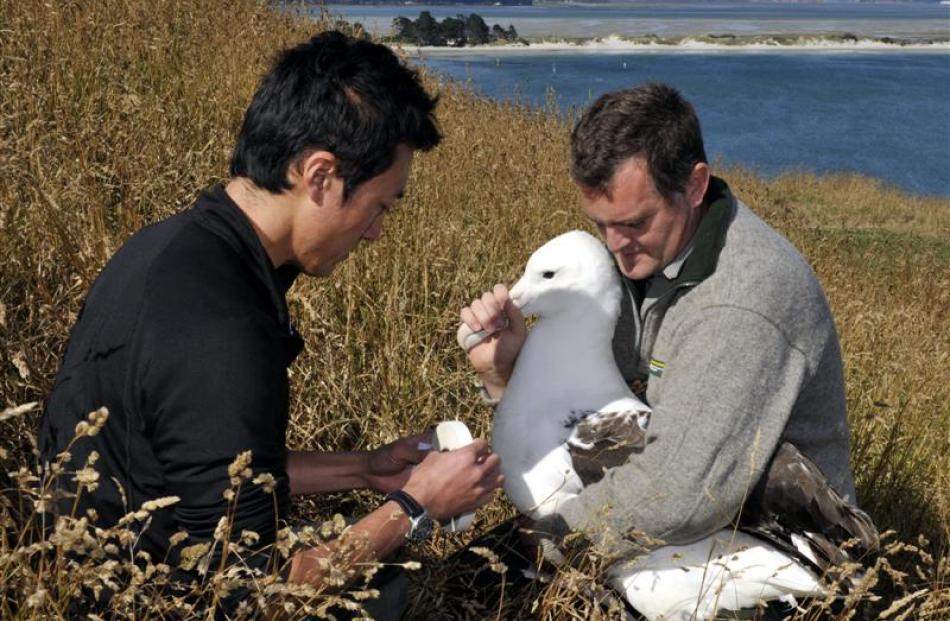University of Otago PhD student Junichi Sugishita puts a GPS tag on royal northern albatross...