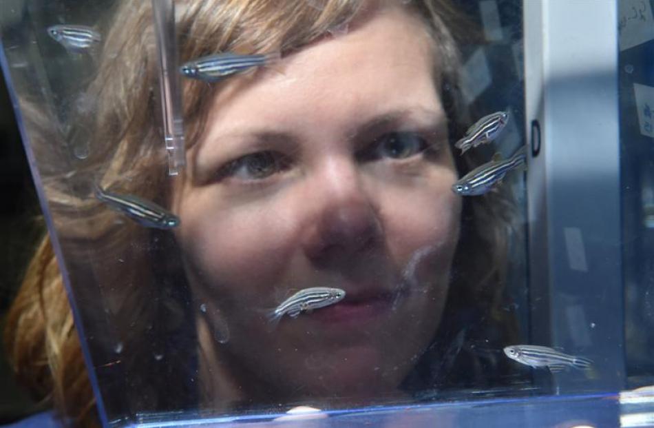 University of Otago zoology lecturer Dr Sheri Johnson, shown at the Otago Zebrafish Facility,...
