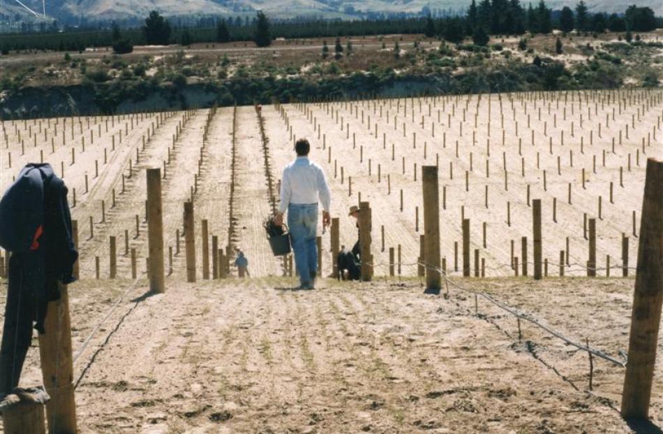 Vines go in at Carrick vineyard, Bannockburn, in 1994. Photos Supplied/ODT.