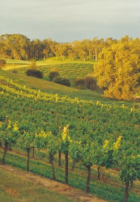 Vineyards fill the Swan Valley, just a 25-minute drive from Perth, in Western Australia. Photo...