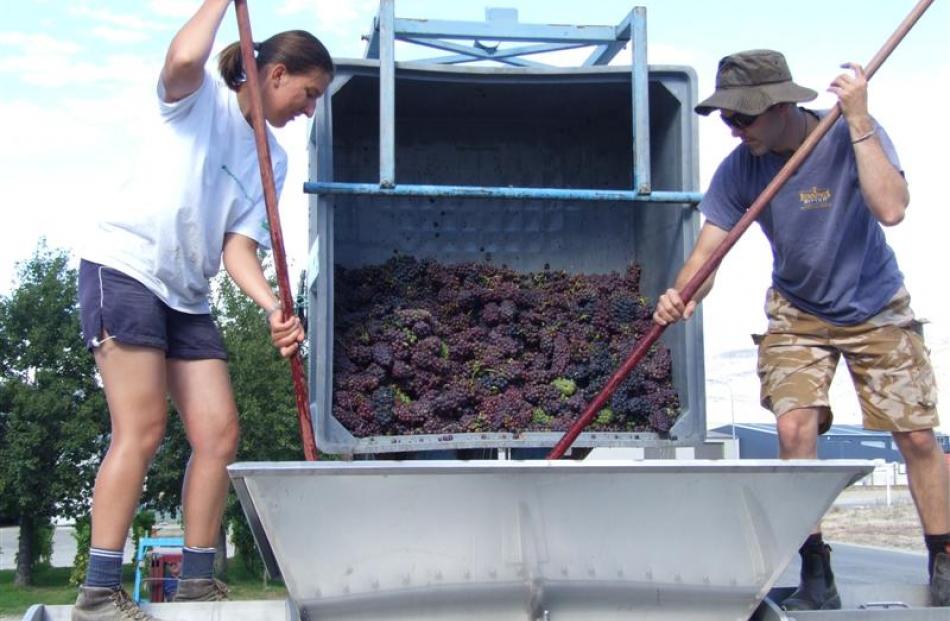 Vintage intern Katherine Zochling , of Austria, and assistant winemaker Sam Jary, of Cromwell,...