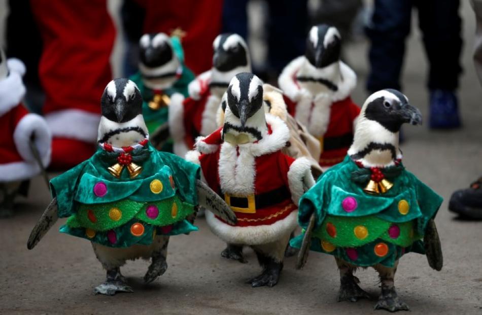 Visitors look at penguins wearing Santa Claus (in red) and Christmas tree (in green) costumes at...