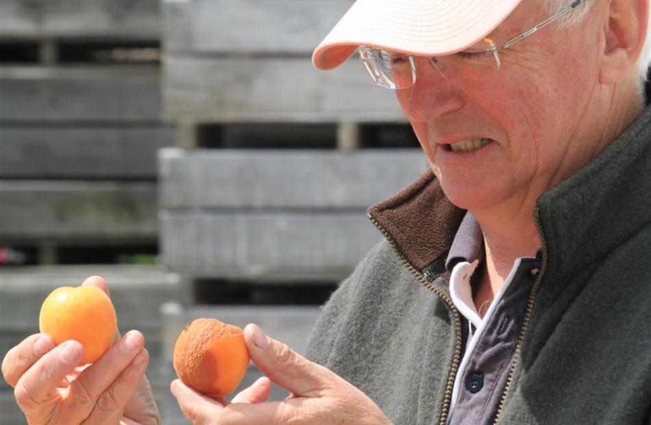 Waitaki Orchards harvest manager James MacKenzie says the wet weather over the past two weeks has...