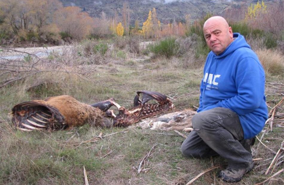 Wanaka resident Johnny Mayen is disgusted by the ongoing dumping of deer carcasses, and now other...