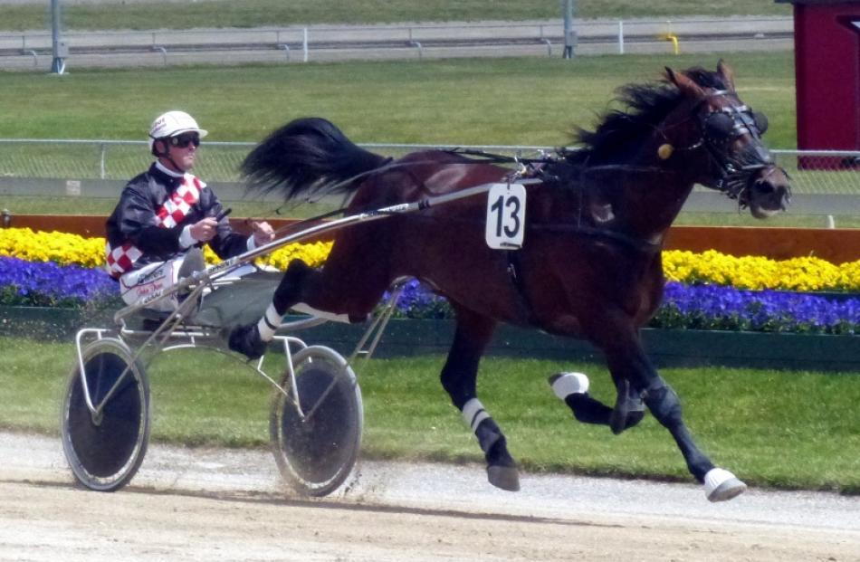 Waterloo Sunset has really hit his straps in the trotting ranks this season. Photo by Matt Smith.