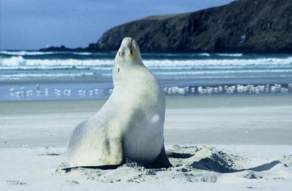 When Wild Dunedin was first published in 1995, New Zealand sea lion ''Mum'' had just had her...