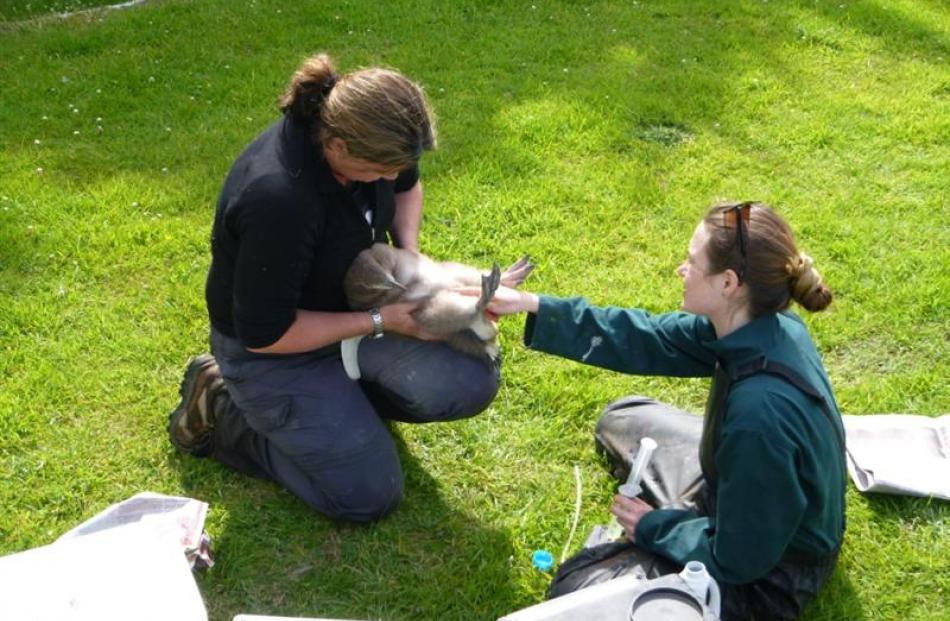 Wildlife vet Lisa Argilla and Massey University vet student Brandy Maloney tube-feed an...