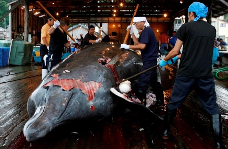 Workers butcher a Baird's beaked whale at Wada port in Minamiboso, southeast of Tokyo. REUTERS...