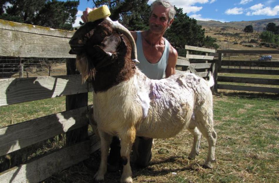 Wynn Cruickshank, of Shingle Creek, yesterday shampoos a 4-year-old Boer buck, prodigy of a...