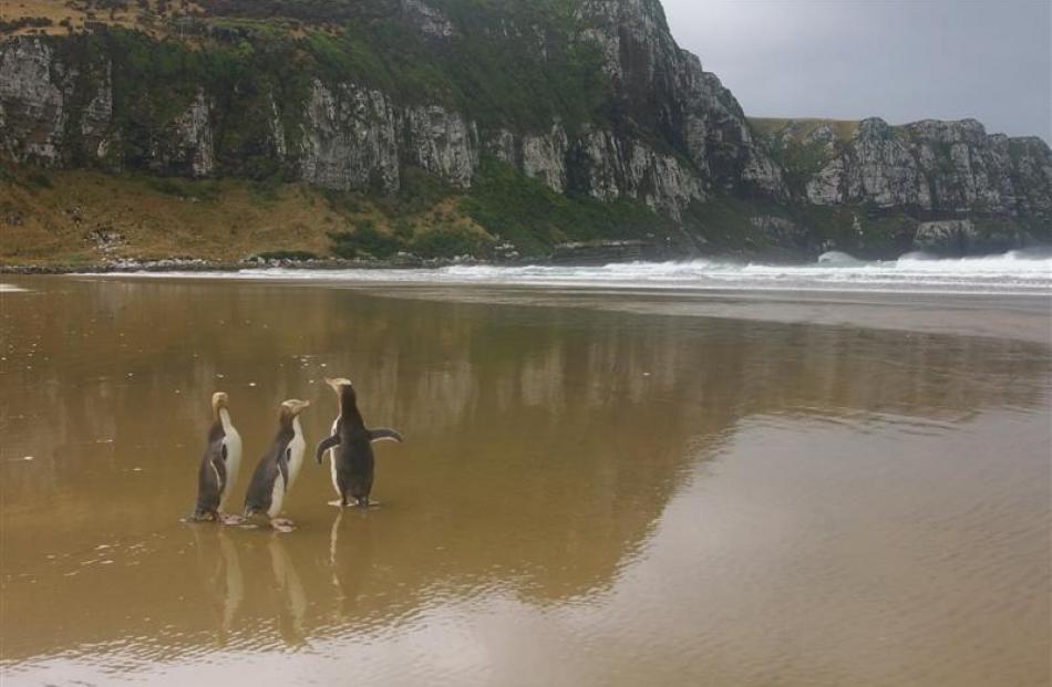 Yellow-eyed penguins appear to have taken a year off breeding in the Catlins, the Department of...