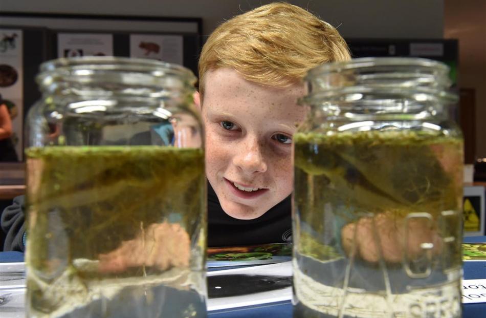Lachie Muir (13), of Christchurch, studies green and golden bell frog tadpoles at the Wild...