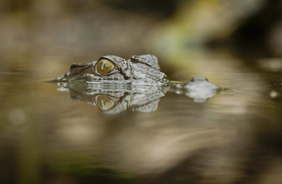 A saltwater crocodile watches for an opportunity. Photo: Getty Images