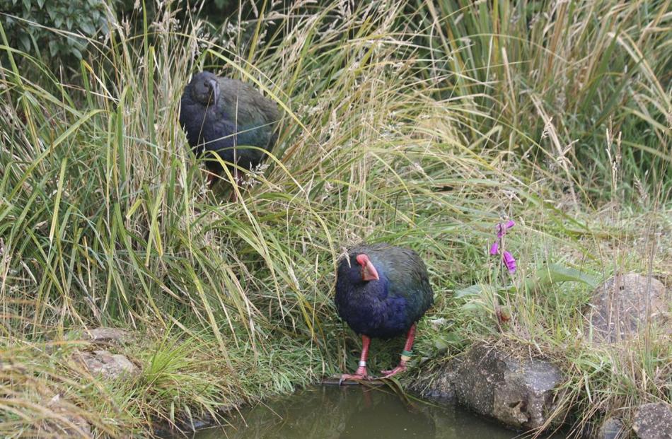 The takahe chick clambers through a tussock to feed on the seed-heads, following the example of...