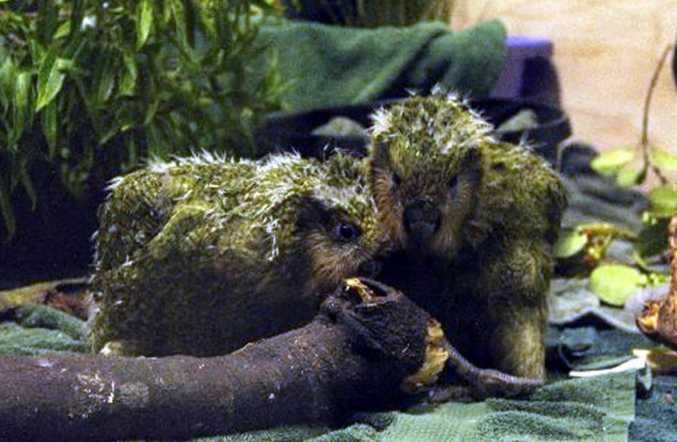 Two kakapo chicks on display at the Department of Conservation’s new chick-rearing facility in ...