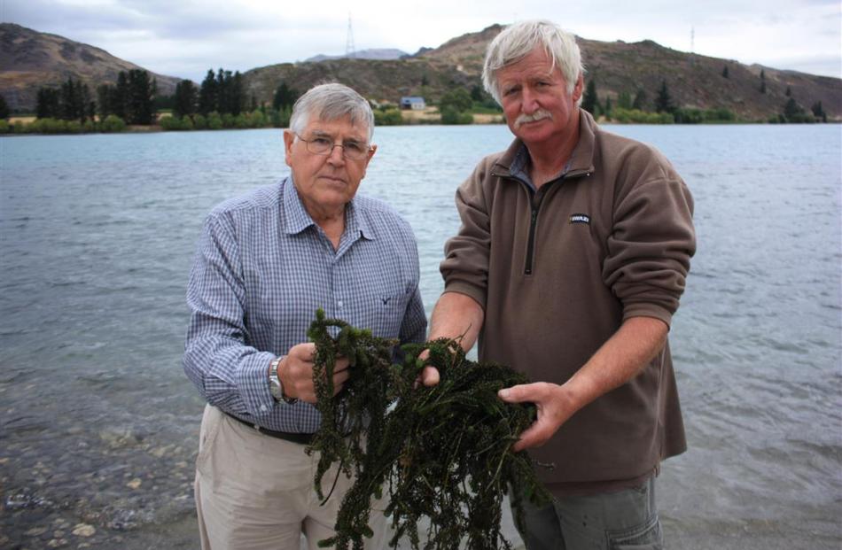 Andrew Burton (left) and John Wilson hold handfuls of lagarosiphon scooped up next to the boat...