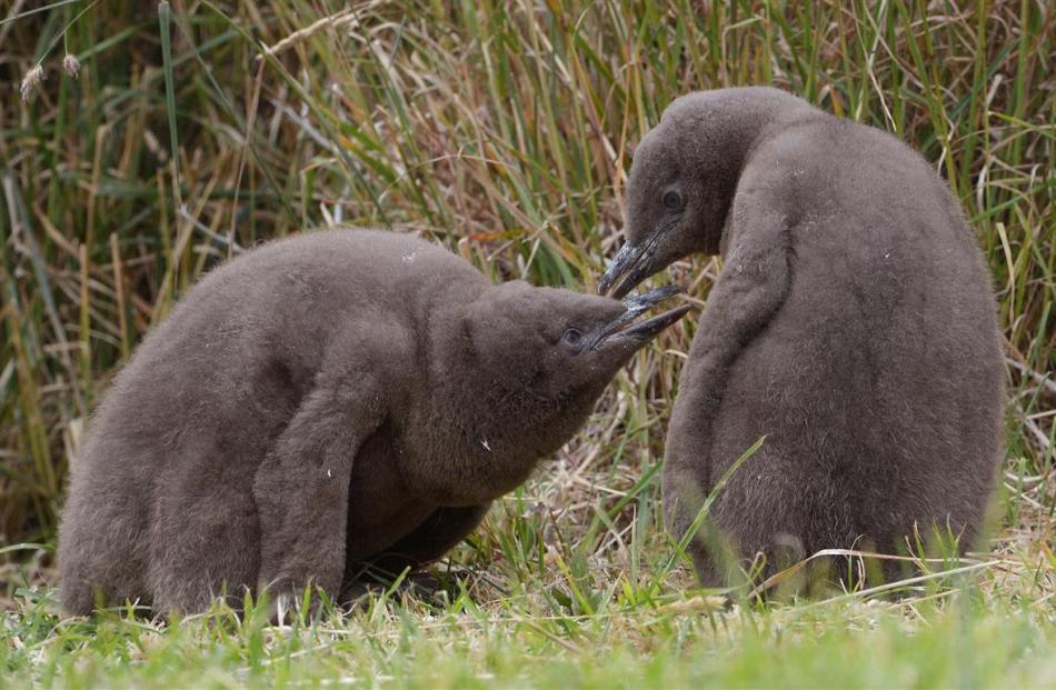 Otago Peninsula wildlife includes yellow-eyed penguin. Photos by Gerard O'Brien.