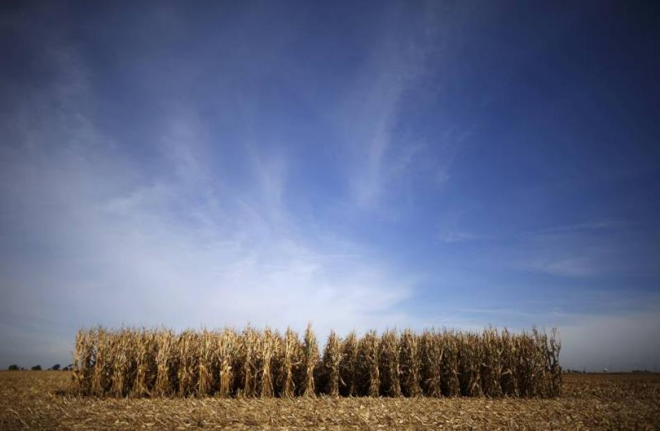 Rows of corn in a field in  the US. Photo by Reuters