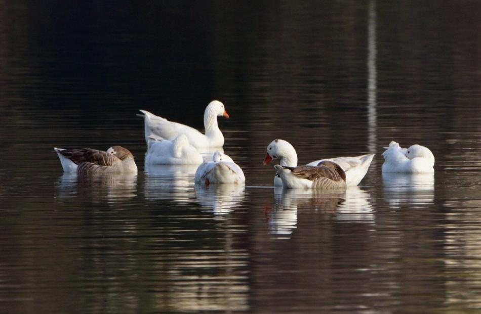 The geese causing problems at Watson park float in Otago ...