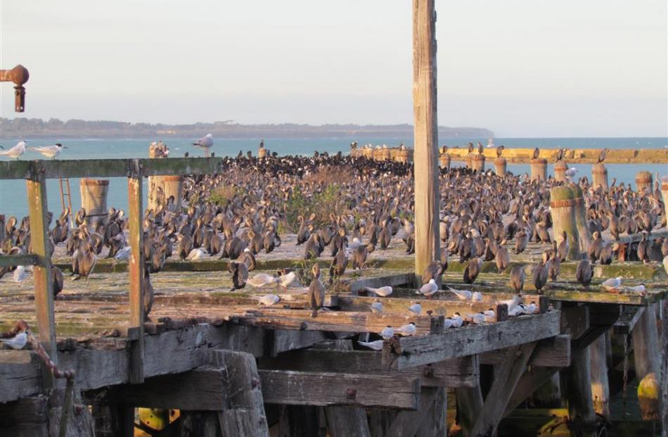 The Victorian Sumpter Wharf on Oamaru Harbour is not only a roosting site for spotted shags, it...