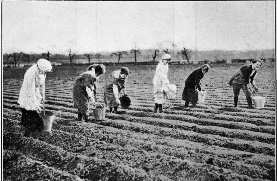 Women students setting out seed potatoes at Henhull Hall Farm, Nantwich, Cheshire, England. They...