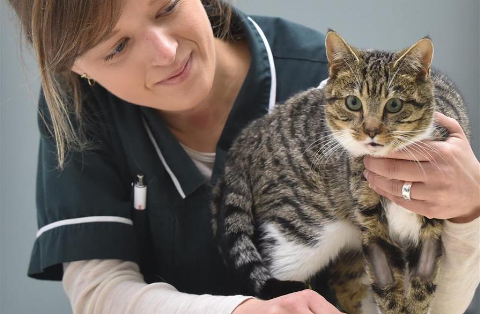 A cat injured in Brighton recovers at South Dunedin vet clinic Humanimals yesterday. Photo by...