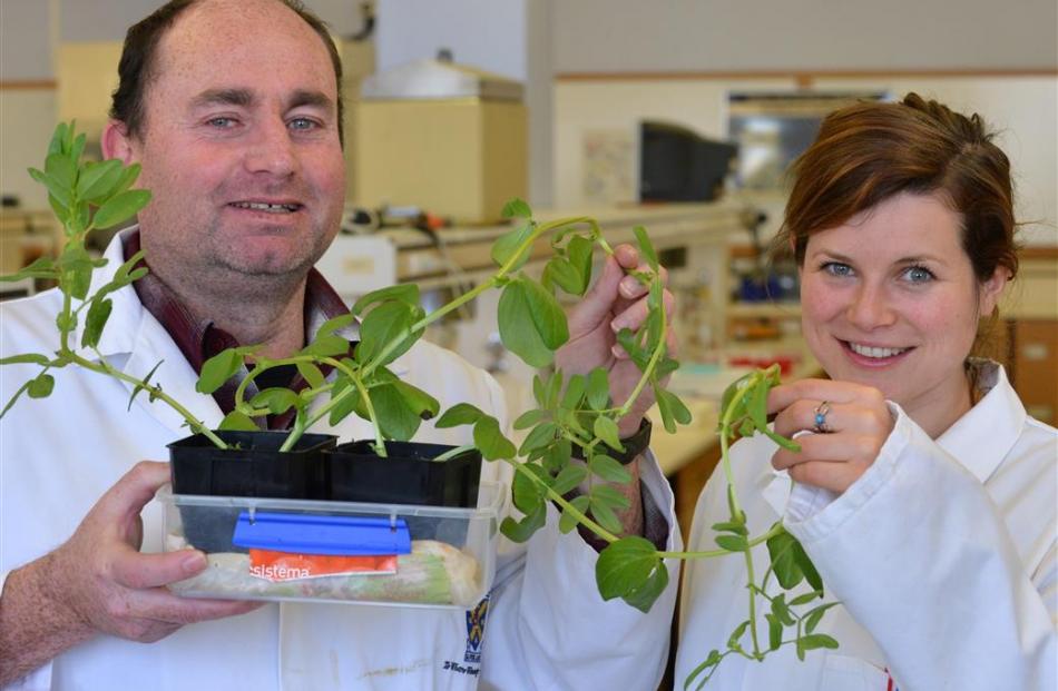 Dr Greg Walker and research assistant Bettina Poller show plants used in a University of Otago...