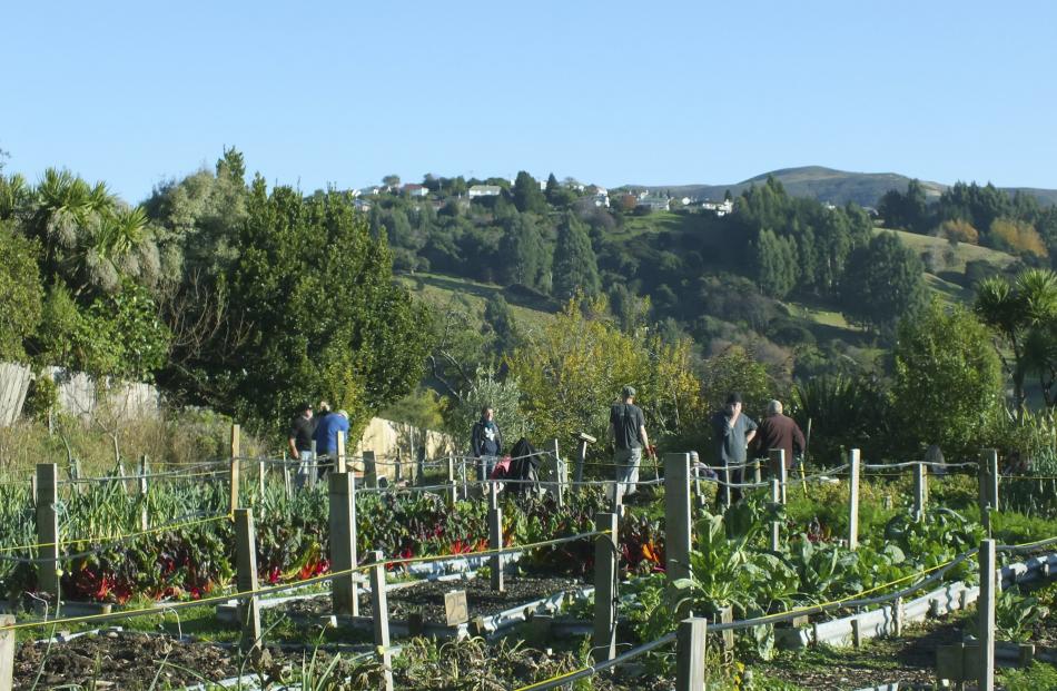 Free trial ... Try your hand at gardening in a community garden. PHOTO: GILLIAN VINE