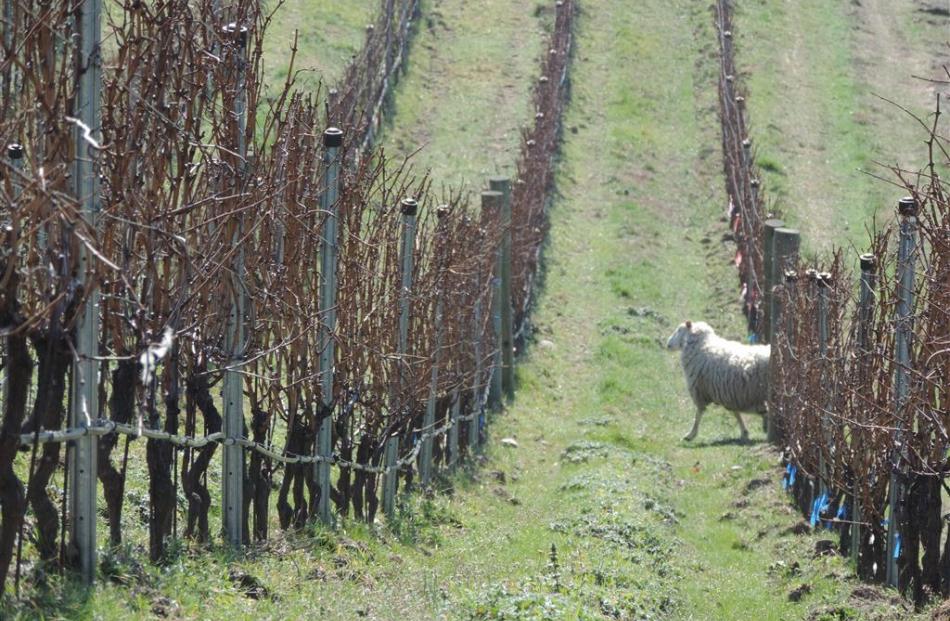 Burn Cottage Vineyard in the foothills of the Pisa Range near Cromwell. Photo supplied.