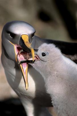 Photographs from the new wildlife photography book 'Albatross: Their World, Their Ways', by Tui...