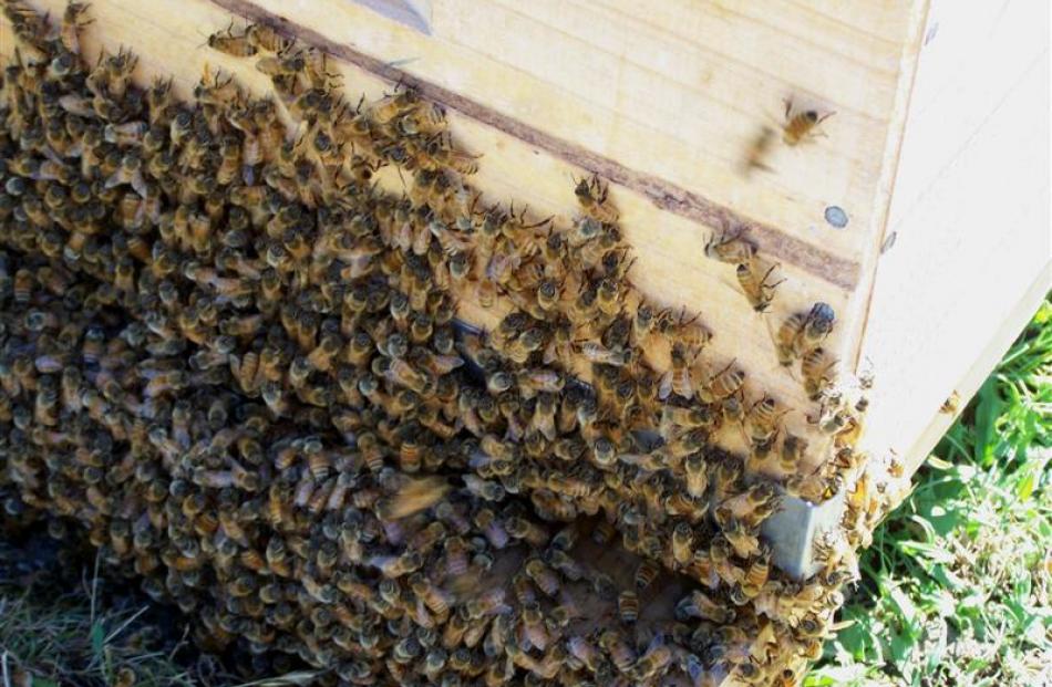 Bees gather at the entrance to their hive and fan the queen's pheromones out to guide their lost...