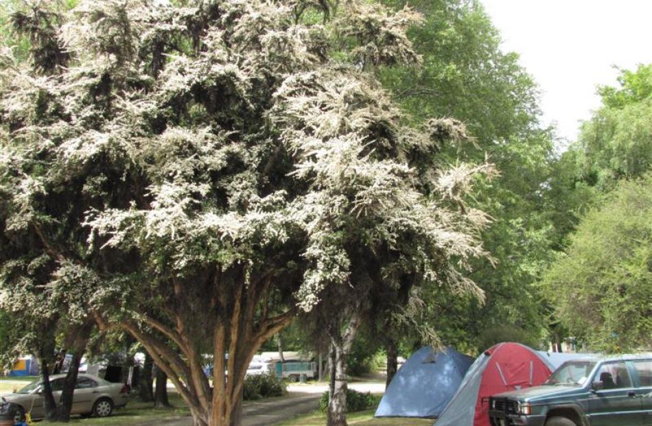 lowering kanuka are among the many trees providing welcome shade at the holiday park.