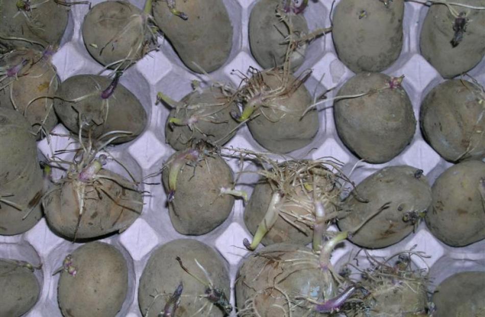 Put potatoes in boxes to sprout over winter, Dave Young advises.  Photo by Gillian Vine.