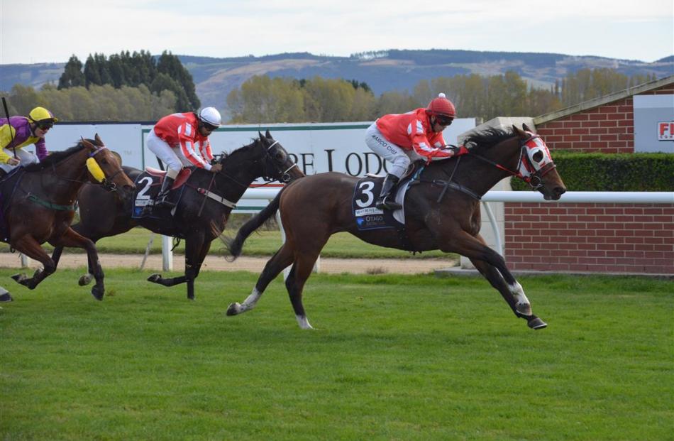 Mr Typhon and jockey Marco Chui finish boldly to win the 800m maiden at Wingatui yesterday. Photo...