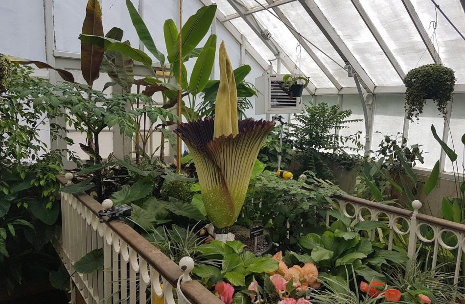 The corpse flower began unleashing its stench today. Photo: Vaughan Elder