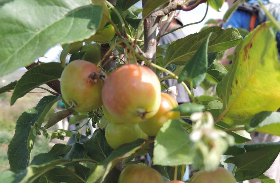 There is a huge range of sizes and colours of wild apple fruit.