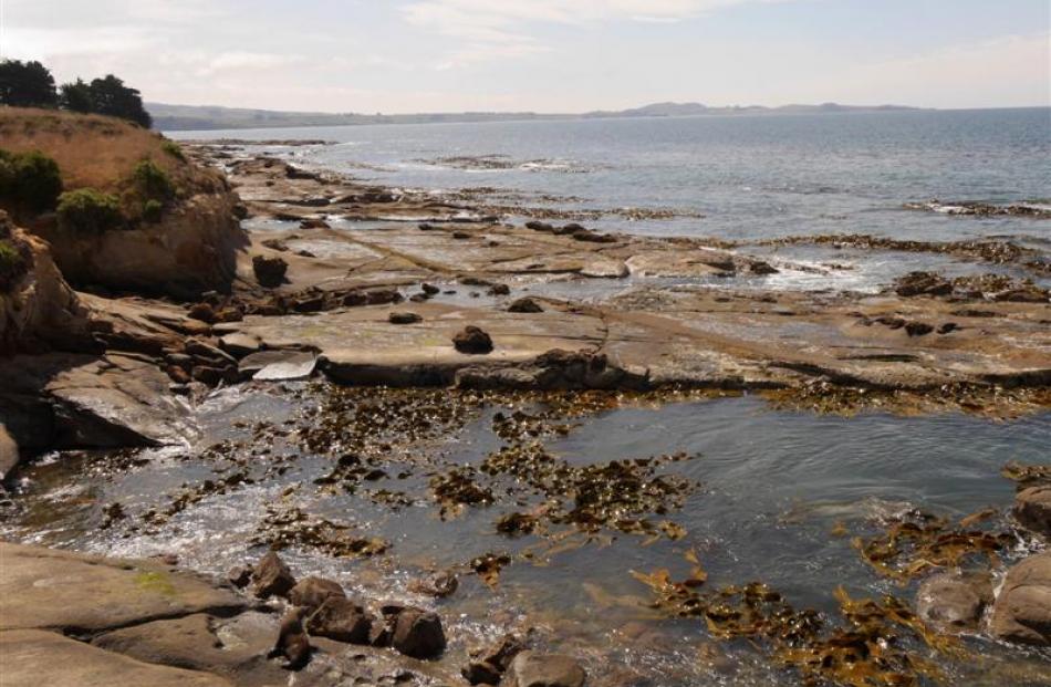 Shag Point would make a perfect marine reserve, the writer believes. Photo supplied.