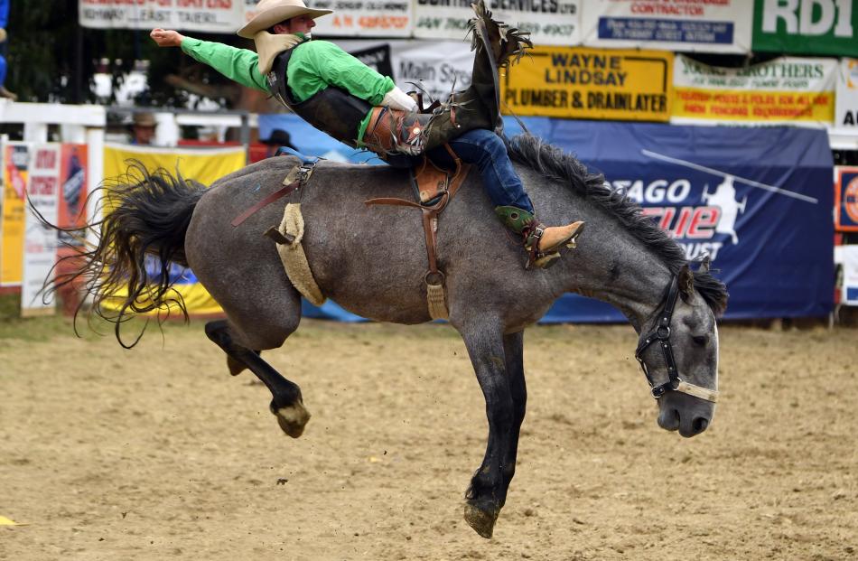 Maddo Taylor from Kurow rides open bareback at the Outram Rodeo on Monday. Photo: Stephen Jaquiery