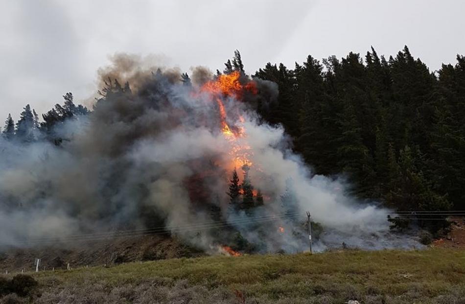 Flames crawl up a tree after a fire broke out in Hawea this evening. Photo: Supplied