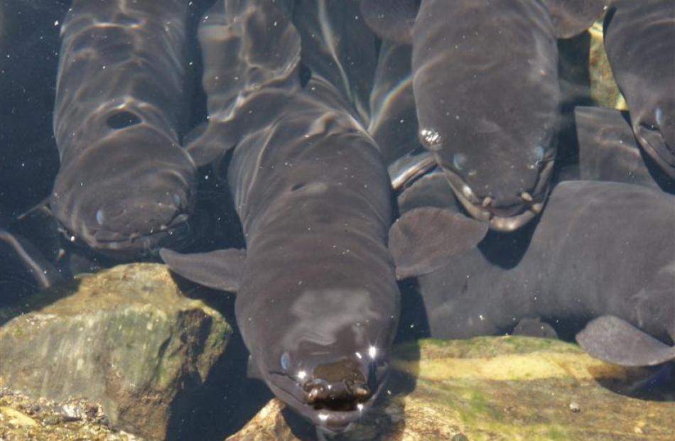 Longfin eels at a feeding spot near Takaka.