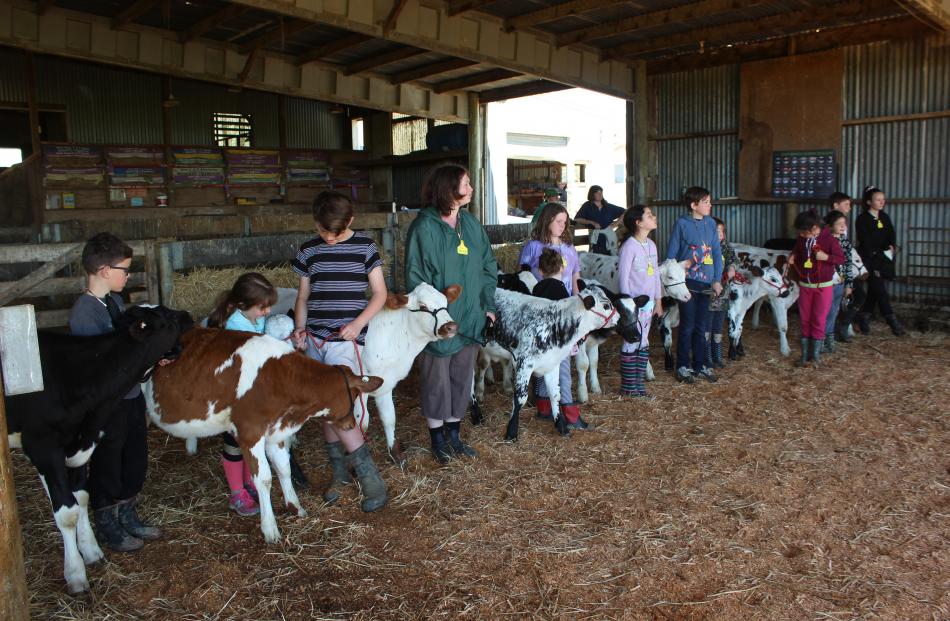 Children at the Youth Calf Handling line up their calves at the end of the day after learning not just how to lead them, but also about show ring etiquette.