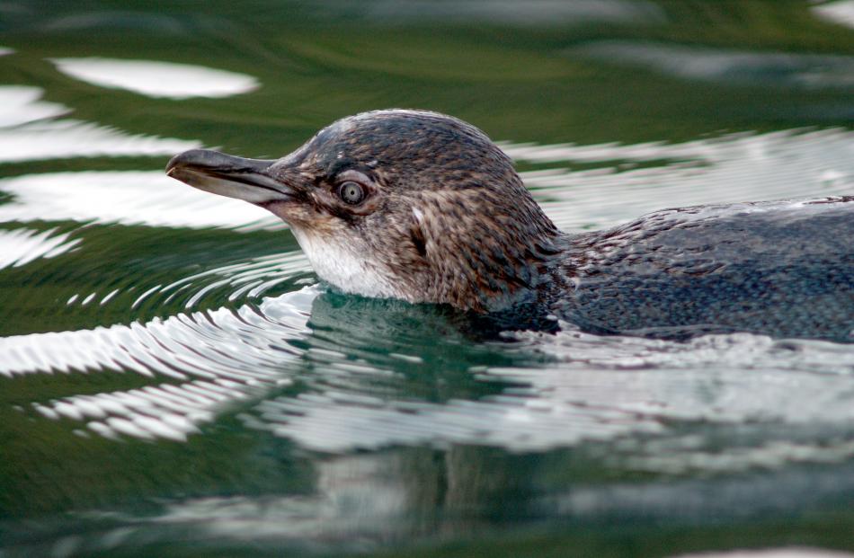 A little blue penguin takes a dip in Otago Harbour. Photo: Stephen Jaquiery