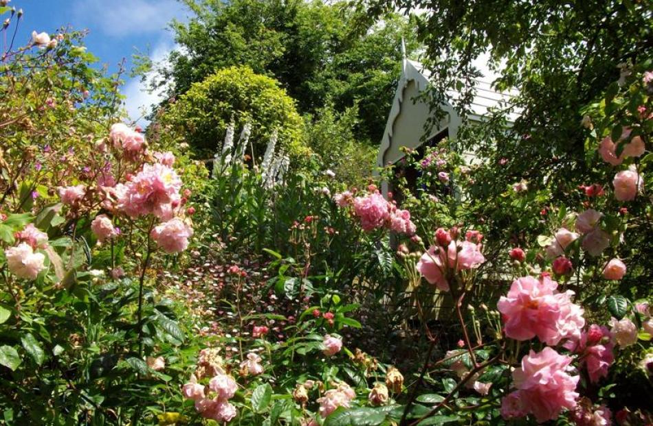 Roses thrive in the Thomas garden, on show on December 4. Photo supplied.