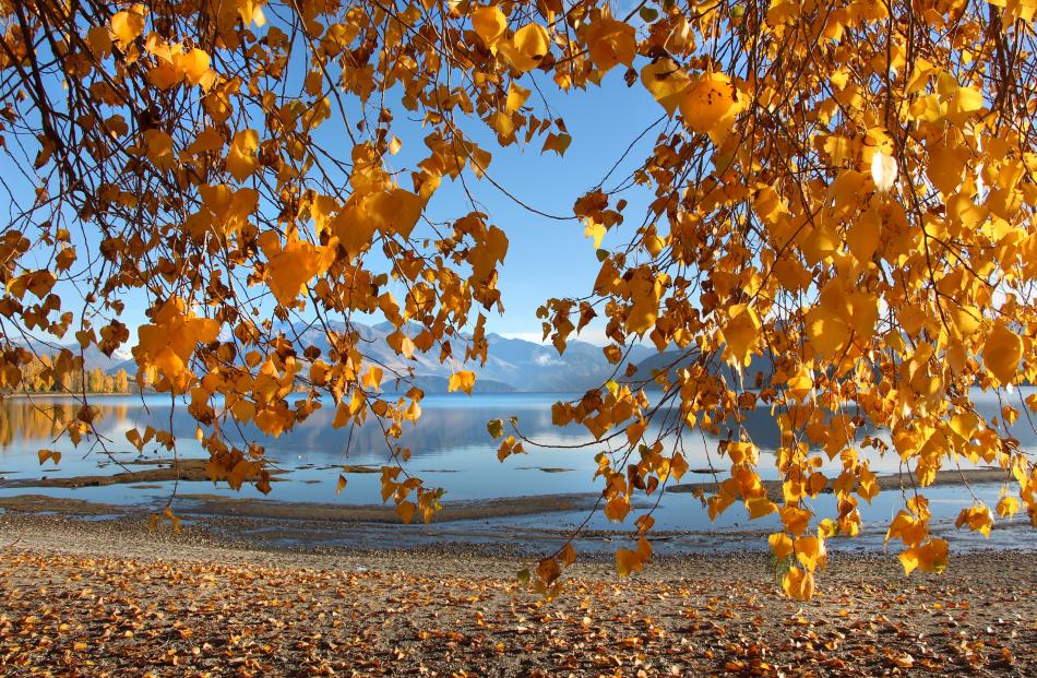 ‘‘Autumn curtain - taken on April 19 while I was on holiday in Wanaka. Beautiful weather and...