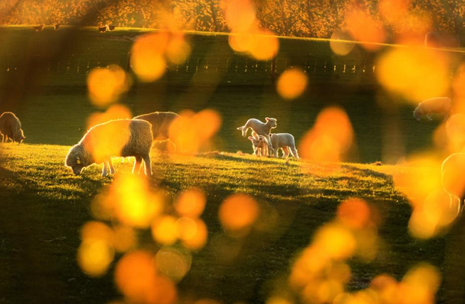 The leaping lamb is just the icing on the cake. Photographed into the light through coloured ...