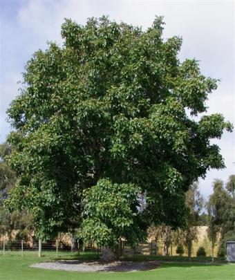 Walnuts are long-lived trees for bigger properties. Photos by Gillian Vine.