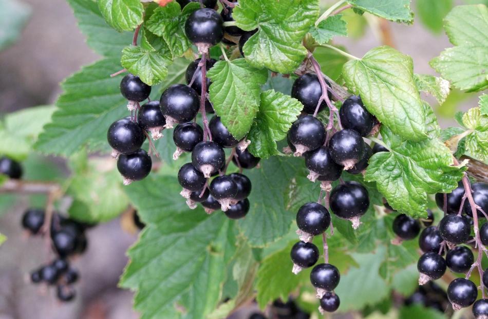 Blackcurrants bloom in early November, slightly ahead of the red and white kinds. Photos: Gillian...